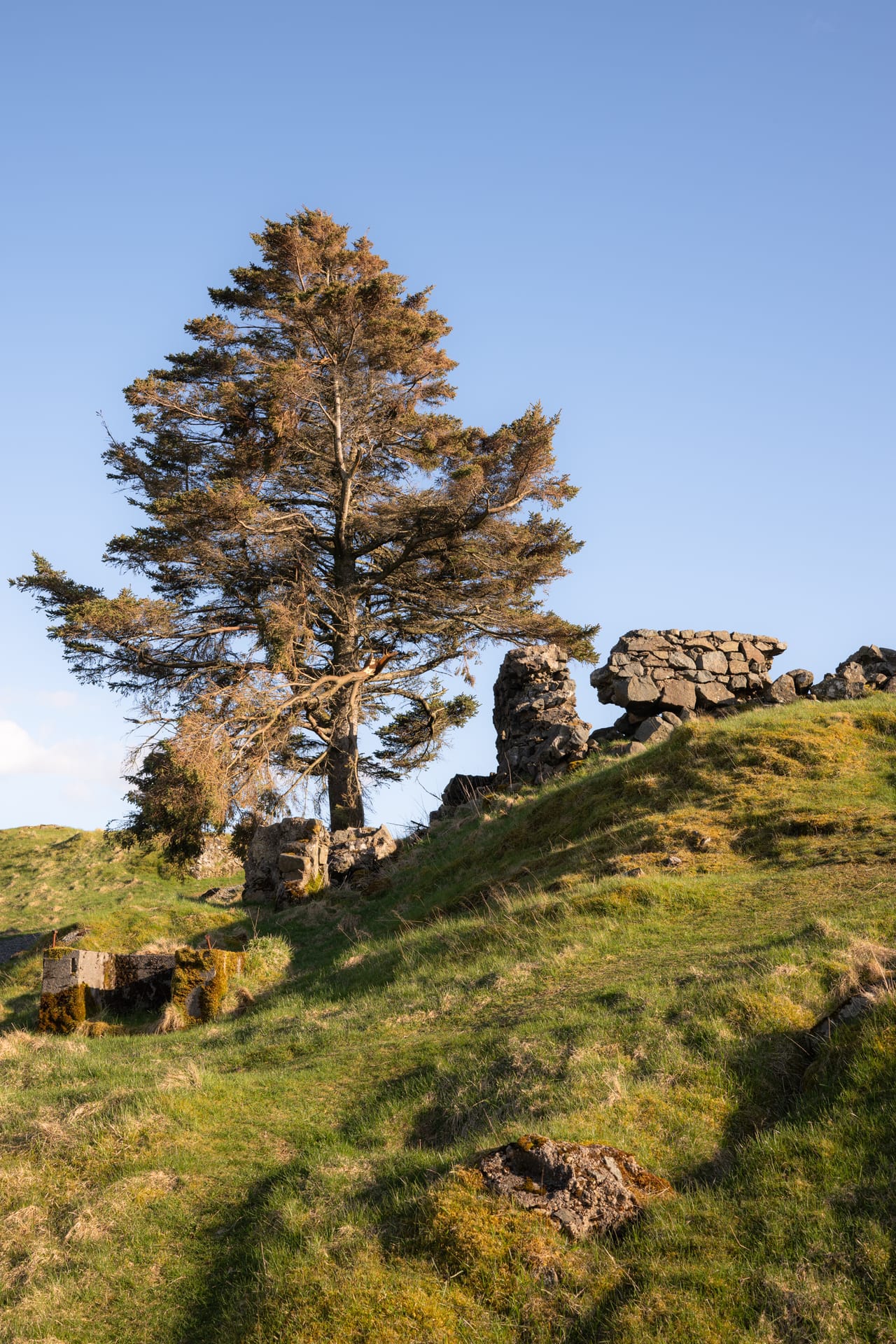Et gammelt tre ved steinruinene på Hågåsen fort, med utsikt utover landskapet.