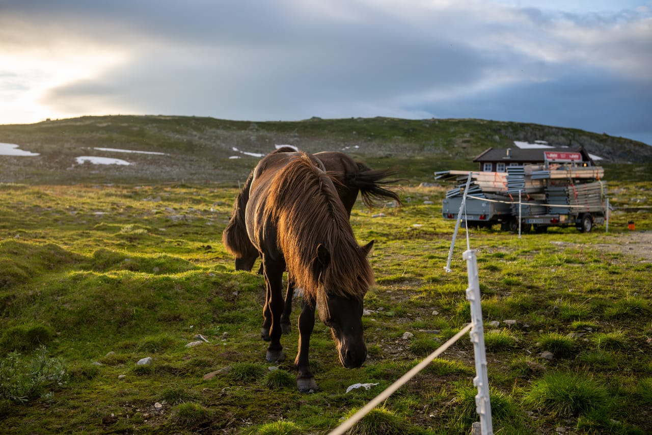 En hest på beite ved Krækkja, med en tilhenger full av byggematerialer i bakgrunnen.